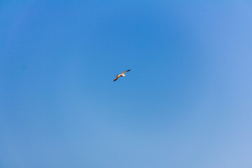 A seagull flying over the mediterranean sea, in Calpe, Spain