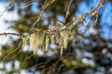 Green lichen hanging from a branch, in winter close up. Endemic of the Caucasus Mountains, telling about the purity of the air. Lago-Naki, The Main Caucasian Ridge, Russia