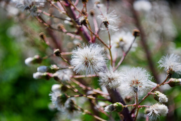 Wind pollinated plant closeup.
