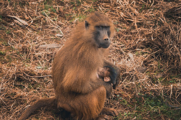  Nice image of guinea baboons. Animal
