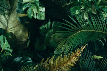 Fototapeten Kreatives Layout aus tropischen Blättern. Flach liegen. Natur-Konzept. © Zamurovic Brothers