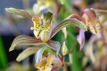 Orchid: Cymbidium Erythraeum 'Rikyu'