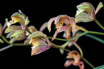Orchid: Cymbidium Erythraeum 'Rikyu'