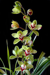 Cymbidium Vidar 'Harlequin'