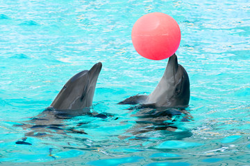 Pair of dolphins play ball swimming in the clear blue water of the pool