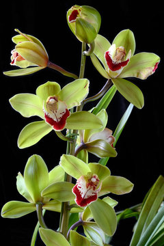 Cymbidium Vidar 'Harlequin'
