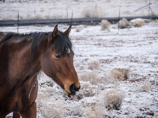 Harsh Winter for Horse