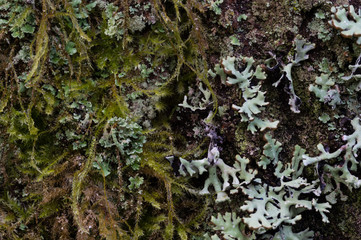 Details - Lichens and mosses on bark of Douglas Fir in Western Oregon.
