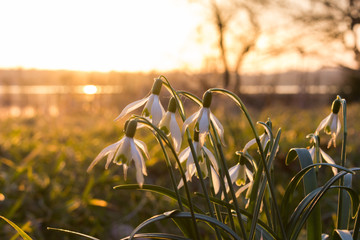 Schneegl&ouml;ckchen bei Sonnenuntergang