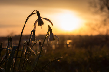 Schneegl&ouml;ckchen bei Sonnenuntergang