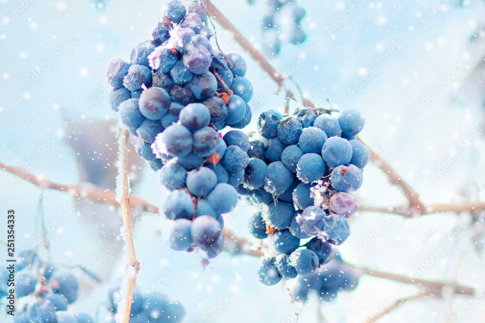 Wall mural Grapes on the frozen vine, winter fruit