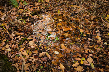 Puddle of autumn leaves, closeup view - natural background.