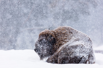 Bison or Aurochs in winter season in there habitat. Beautiful snowing