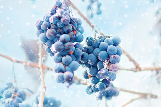 Grapes on the frozen vine, winter fruit
