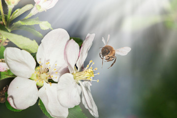 The bee sits on a flower of a bush blossoming apple-tree and pollinates him. Spring background with space for text