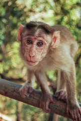 Macaque