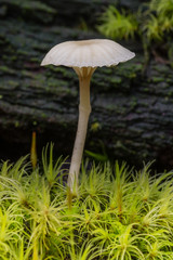 Mushroom and moss. Oregon.