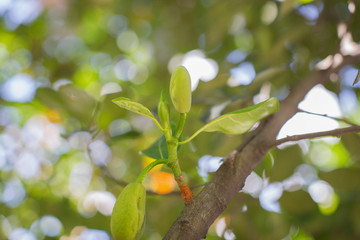 big ripe Jack fruits hanging on the Jack fruit tree, a healthy sweet and juicy Asian tropical fruit when ripe