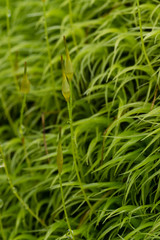 Moss sporophyte.