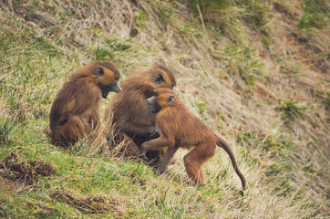  Nice image of guinea baboons. Animal