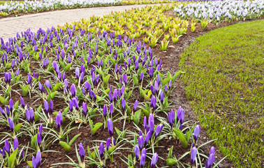 Purple and white crocuses bloom along the walking path in the city park on a sunny spring day. Floral background. Growing flowering plants. Urban gardening