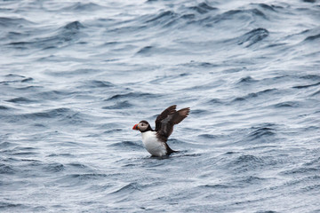 Puffin taking off from the water near Bleiksoya island