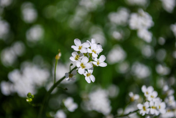 White meadow flowers.