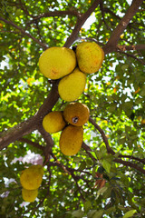 big ripe Jack fruits hanging on the Jack fruit tree, a healthy sweet and juicy Asian tropical fruit
