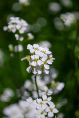 White meadow flowers.