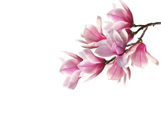 Beautiful magnolia flower blooming background.