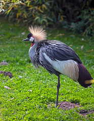 Black crowned crane. Latin name - Balearica pavonina