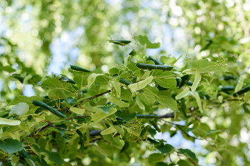 Parasites on flowering linden. Flowering linden. Spring pests of a tree.