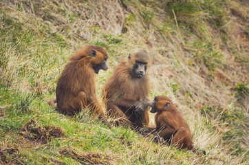  Nice image of guinea baboons. Animal