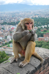 Macaque