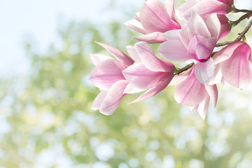 Beautiful magnolia flower blooming bouquet.