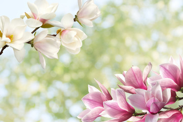 Obraz premium Beautiful magnolia flower blooming bouquet.