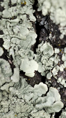 grey little seaweeds and mushrooms on a tree