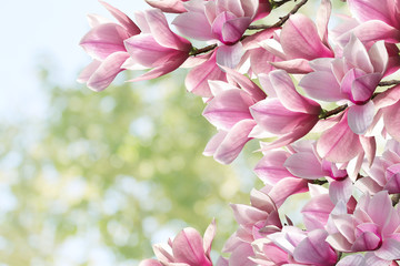 Beautiful magnolia flower blooming bouquet. © swisty242