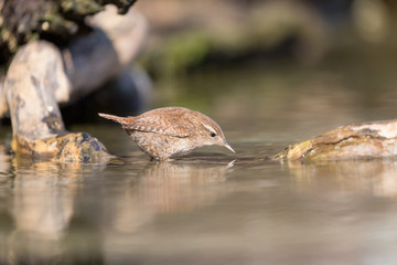 Mangifica natura, scircciolo comune che beve nel fiume (Troglodytes troglodytes)