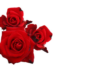 Red rose flower isolated on white background.