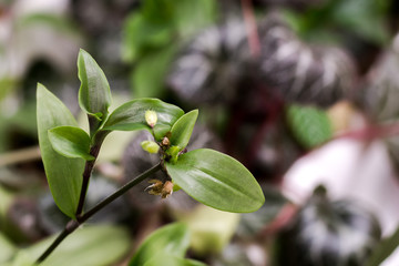 Tradescantia is a genus of 75 species of herbaceous perennial wildflowers in the family...