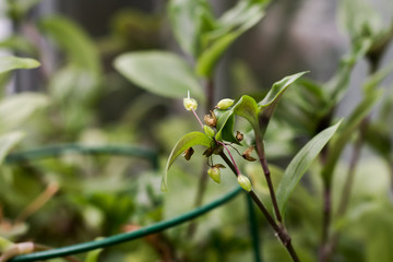 Tradescantia is a genus of 75 species of herbaceous perennial wildflowers in the family Commelinaceae, native to the New World from southern Canada to northern Argentina, including the West Indies.