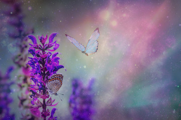 Naklejka na ściany i meble Closed up Butterfly on flower -Blur flower background