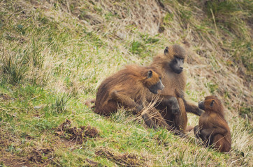  Nice image of guinea baboons. Animal