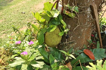 Jackfruit tree in nature