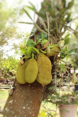 Jackfruit tree in nature