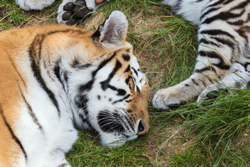 Siberian tiger sleeping in the grass and surrounded by other tigers²