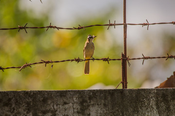 yellow vented bulbul birds rotate in watching the nest and feeding with insects two newborn squab,...