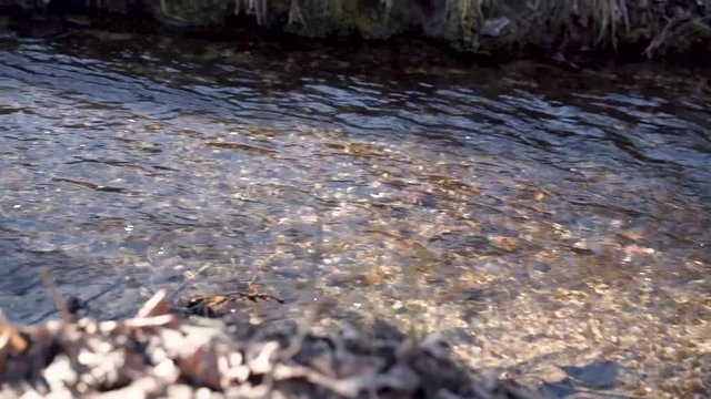 SLOW MOTION: Panning over a small clear river with autumn leaves against the sunlight.