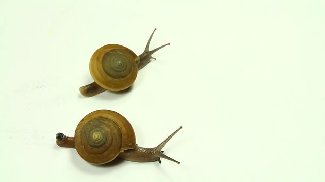 Snails walk slowly